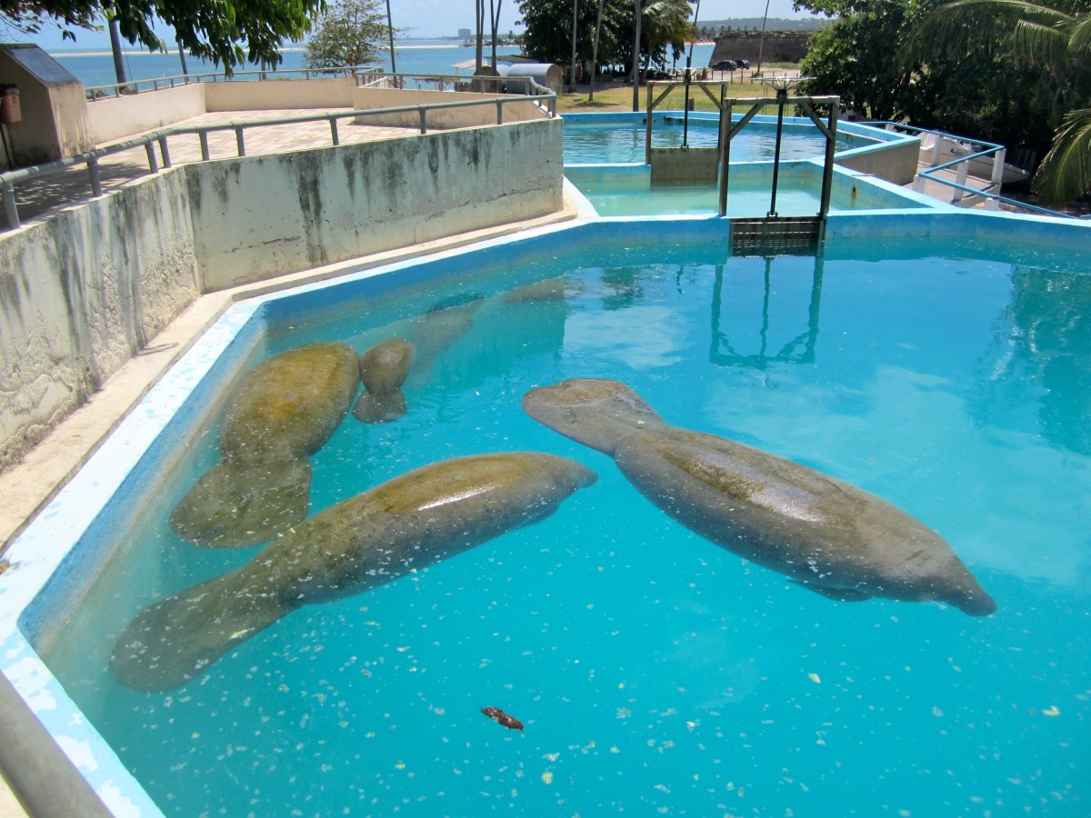 The Manatee Project (Projeto Peixe-Boi), Itamaraca Island,&nbsp;Brazil