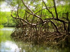 oyster colonies growing along the tree branches