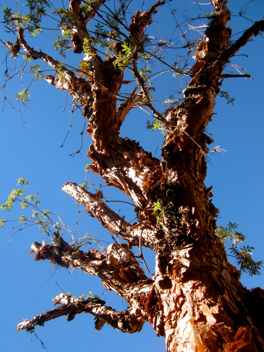 This tree, with its beautiful red bark, grows higher than any other tree in the world.