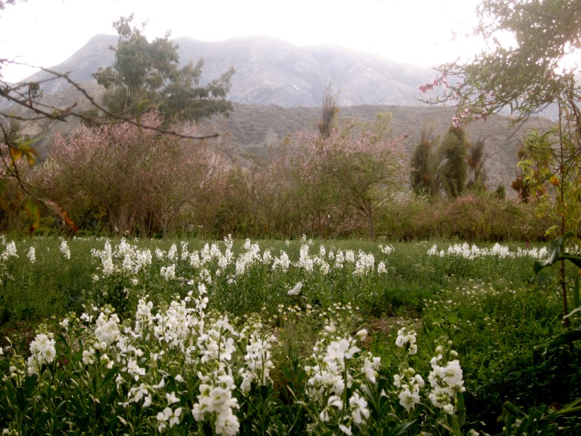 view from the Hotel Andino, Mecapaca