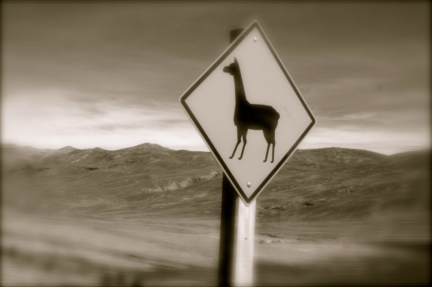 "Llamas Crossing"