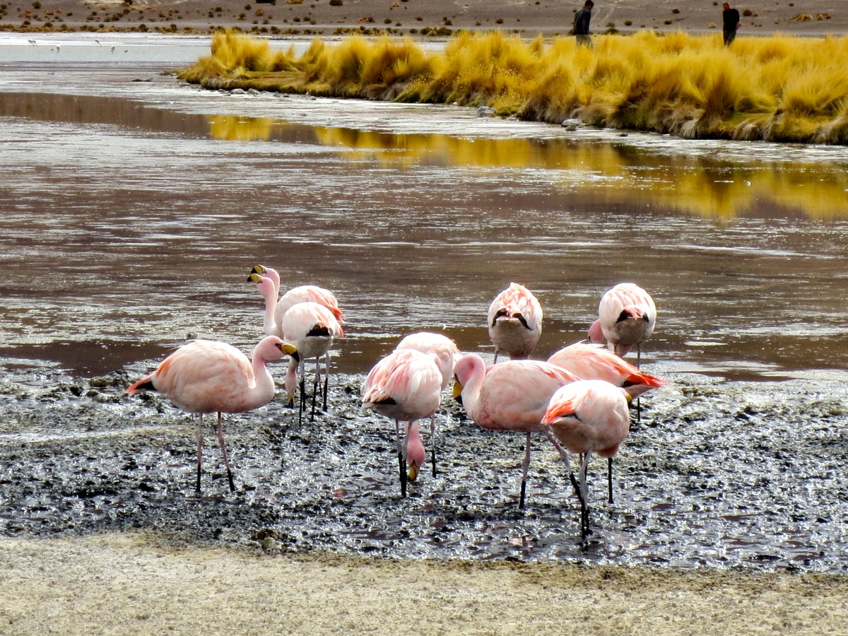 Photography: Pink Flamingos add color to the ‘Laguna Colorada’, Bolivia.
